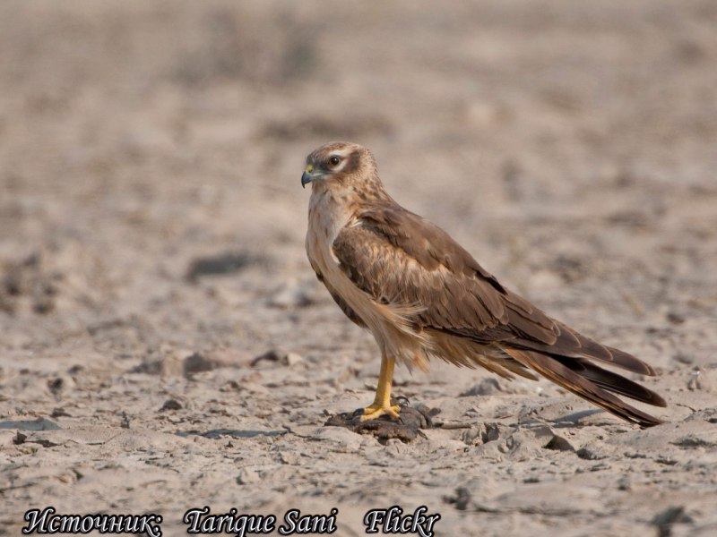 Степной Лунь Circus macrourus