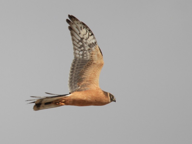 Птица Степной Лунь