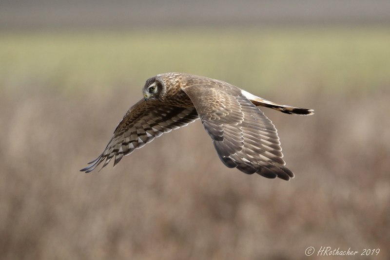 Полевой Лунь в полете