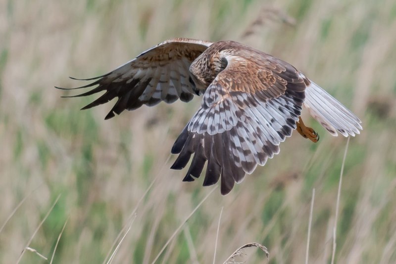 Степной Лунь Circus macrourus