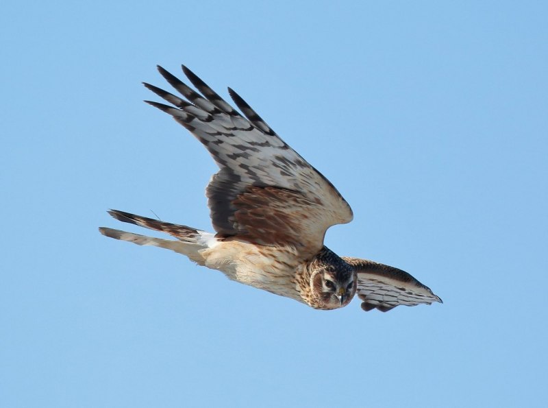 Степной Лунь парит