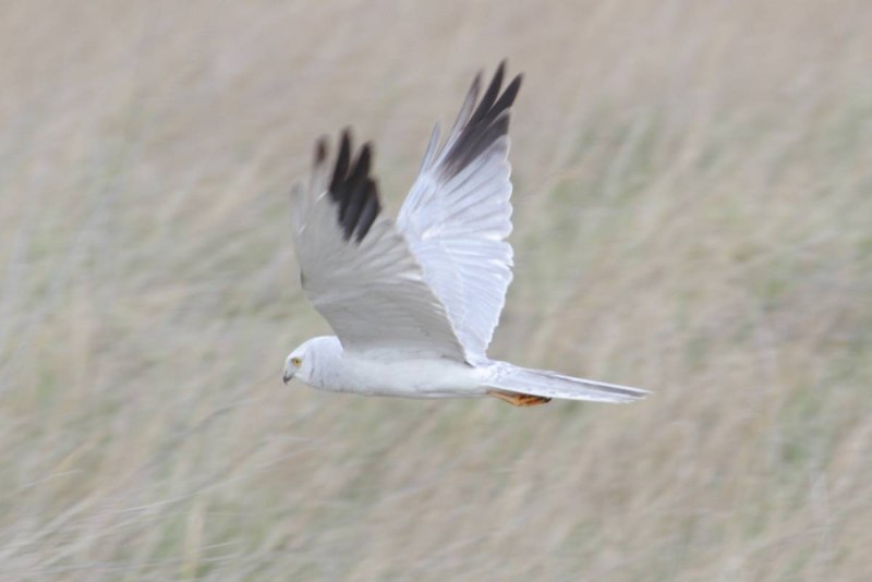 Птица Степной Лунь