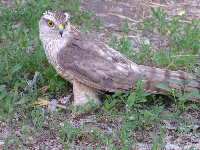 Пернатые Кулундинской степи.