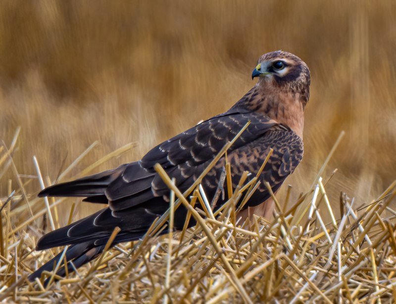 Степной Лунь Circus macrourus
