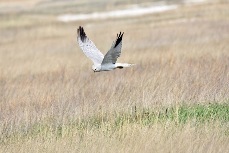 Степные птицы Алтайского края
