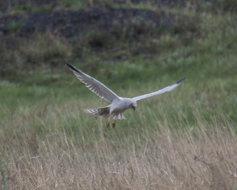 Полевой Лунь птица