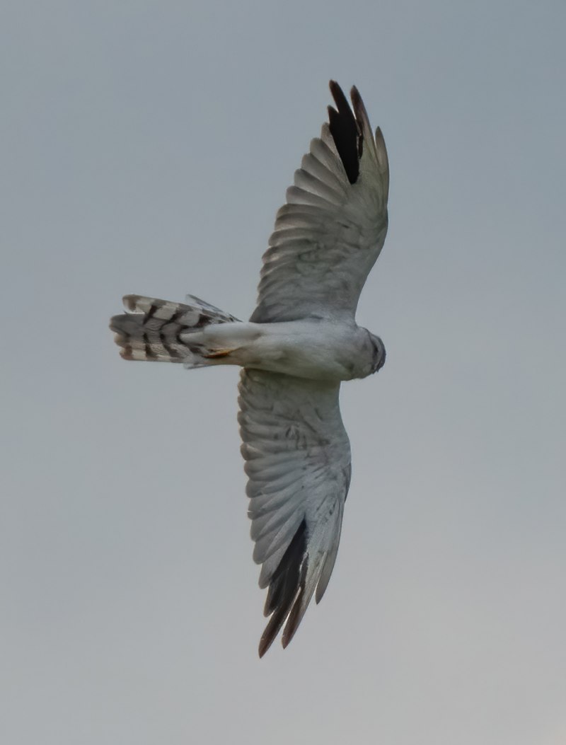 Степной Лунь самка