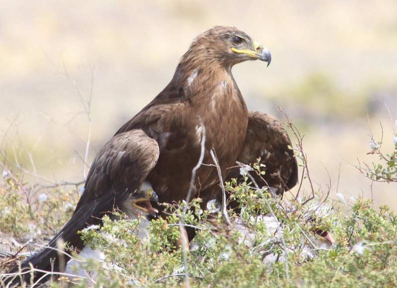 Полевой Лунь