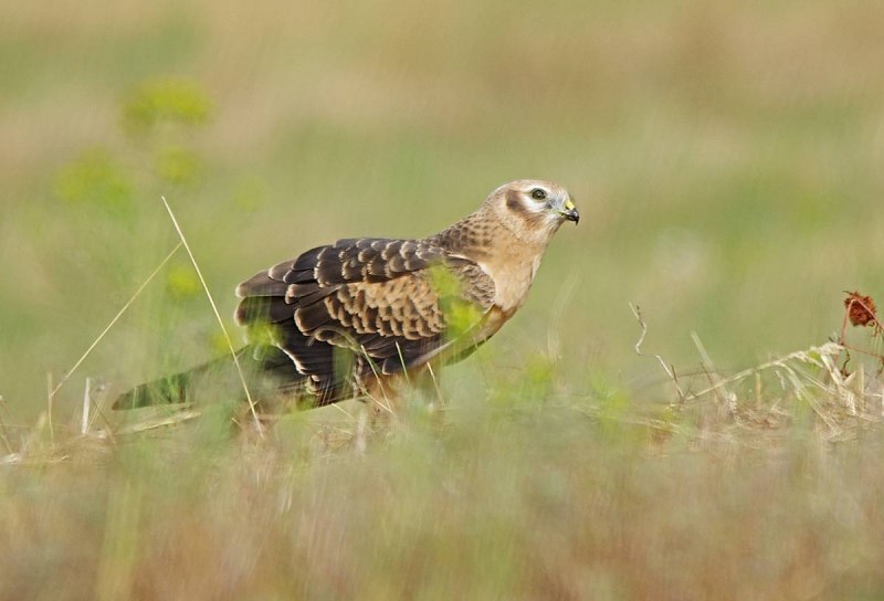 Степной Лунь самка