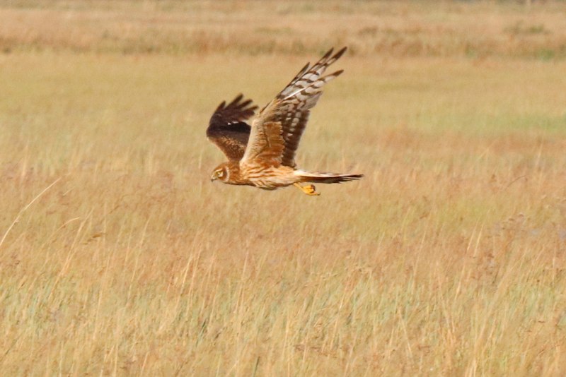 Степной Лунь Circus macrourus молодой