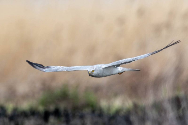 Степной Лунь Ставрополья