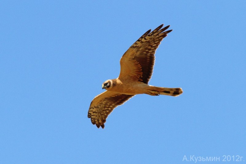 Степной Лунь Калмыкия