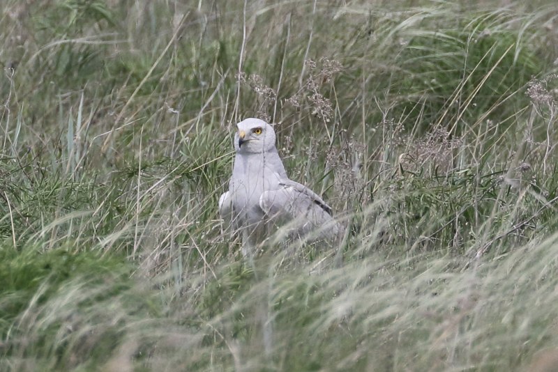 Ястреб канюк Орел