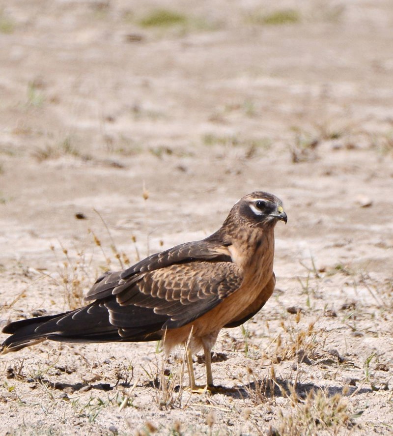 Полевой Лунь - Circus cyaneus (Linnaeus, 1766)