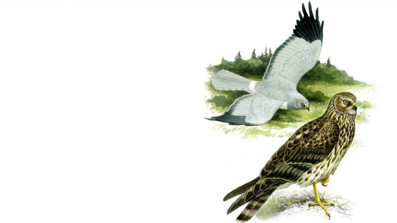 Птицы Новосибирской области Лунь