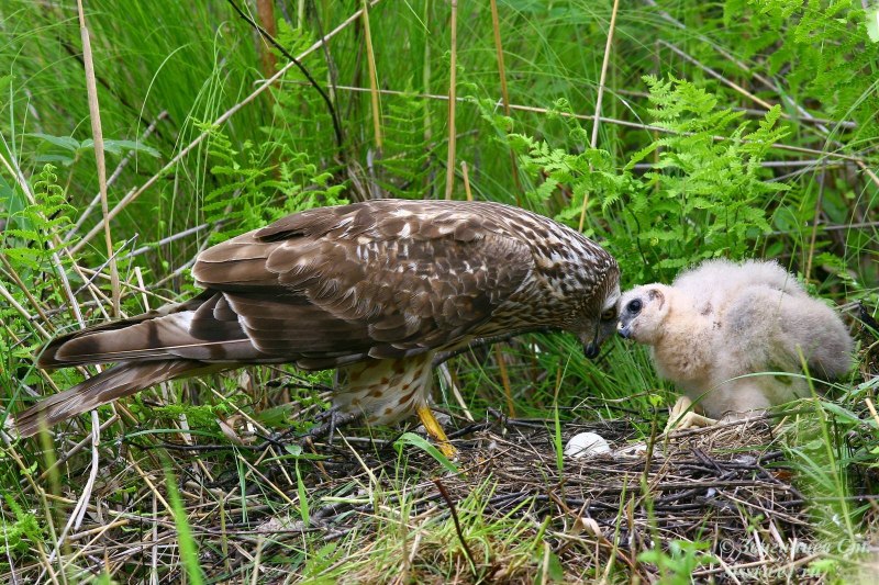 Птица Луговой Лунь Вологодской области