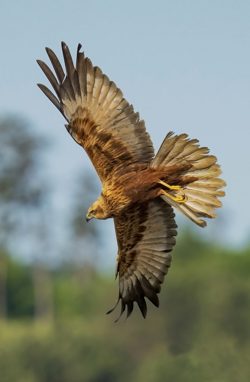 Лунь Луговой (Circus pygargus)