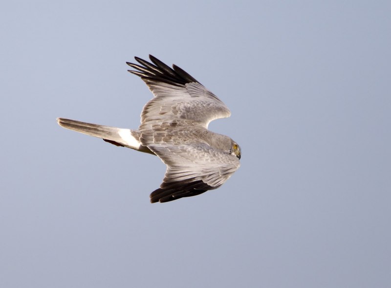 Степной Лунь Circus macrourus