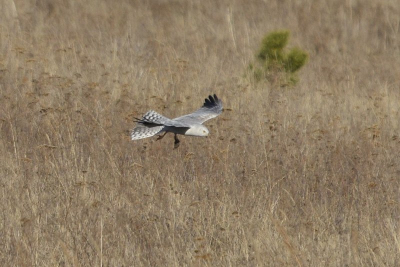 Хищные птицы полевой Лунь