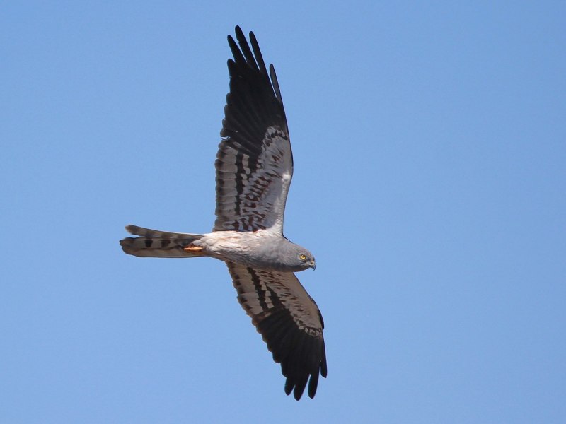 Болотный Лунь