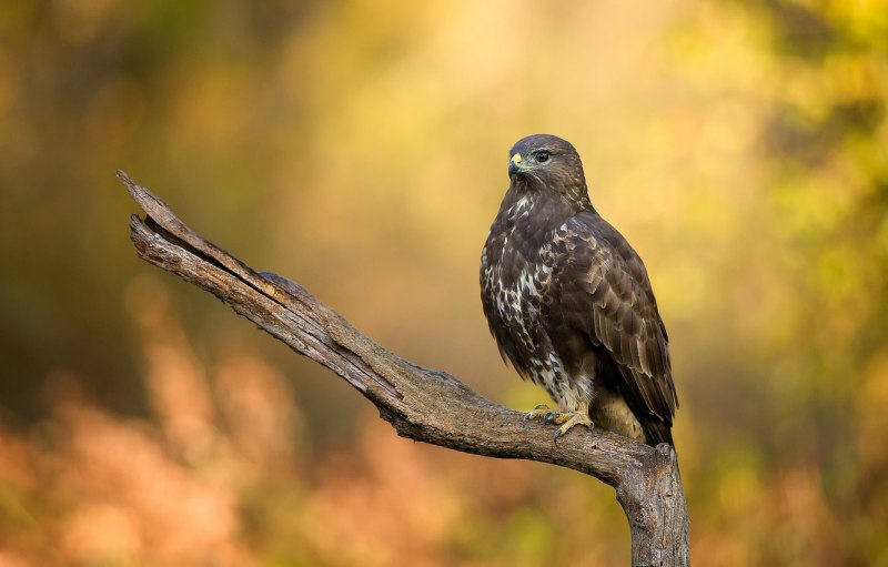 Степной Лунь статистика было стало