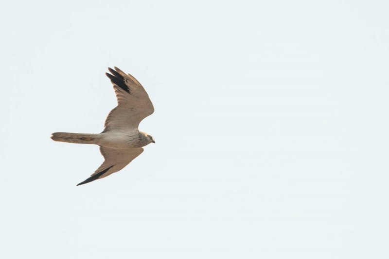 Пиндун Лунь