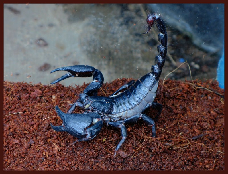 Скорпионий яд