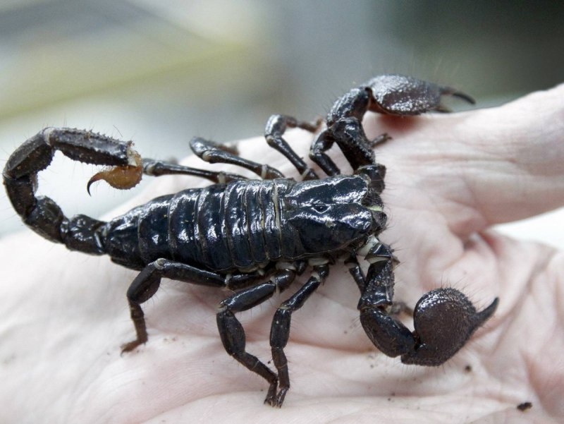 Скорпион насекомое