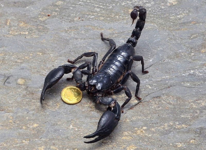 Heterometrus spinifer