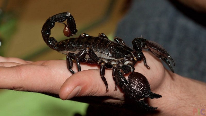 Южноафриканский длиннохвостый Скорпион