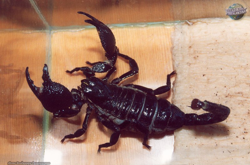 Палестинский Скорпион генурис