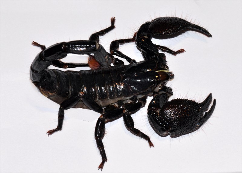 Скорпион Heterometrus