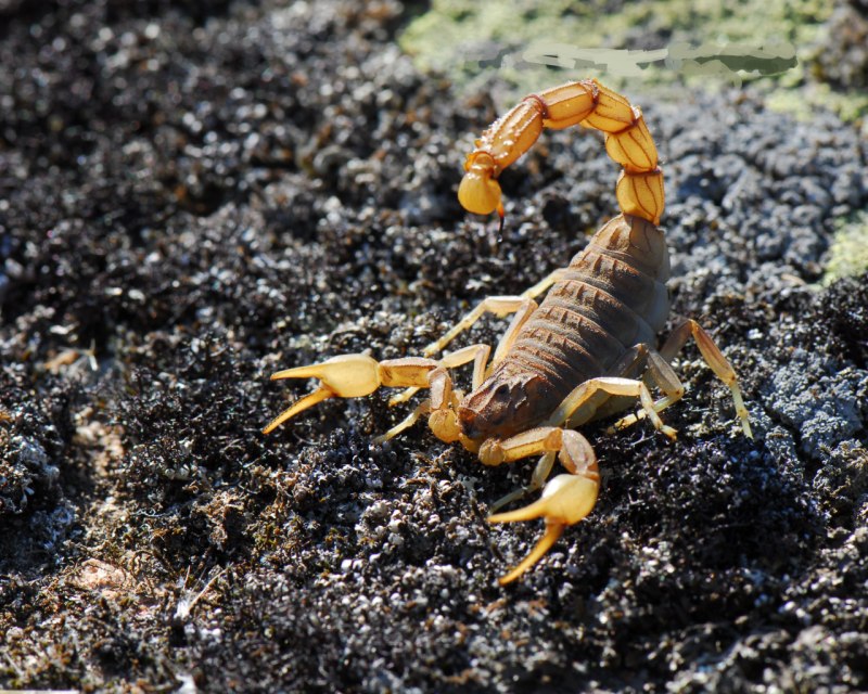 Жало скорпиона