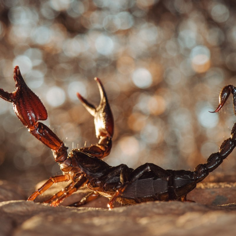 Аризонский древесный Скорпион
