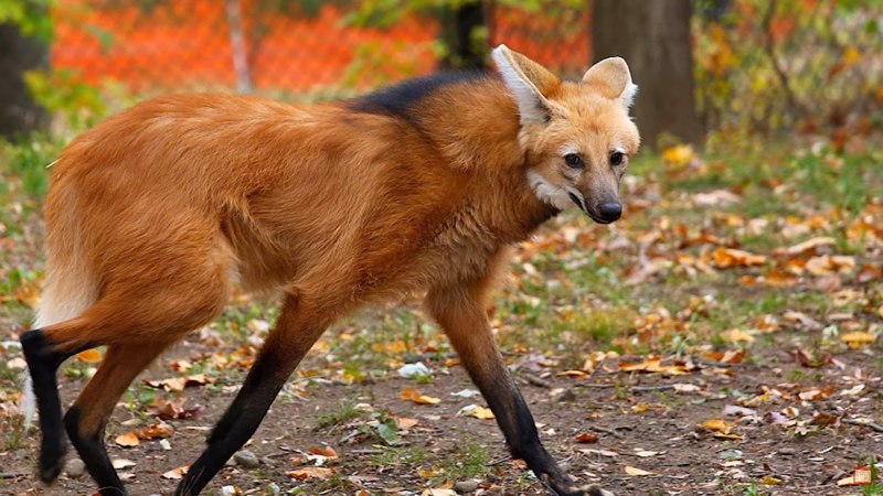 Гривистый волк гуара