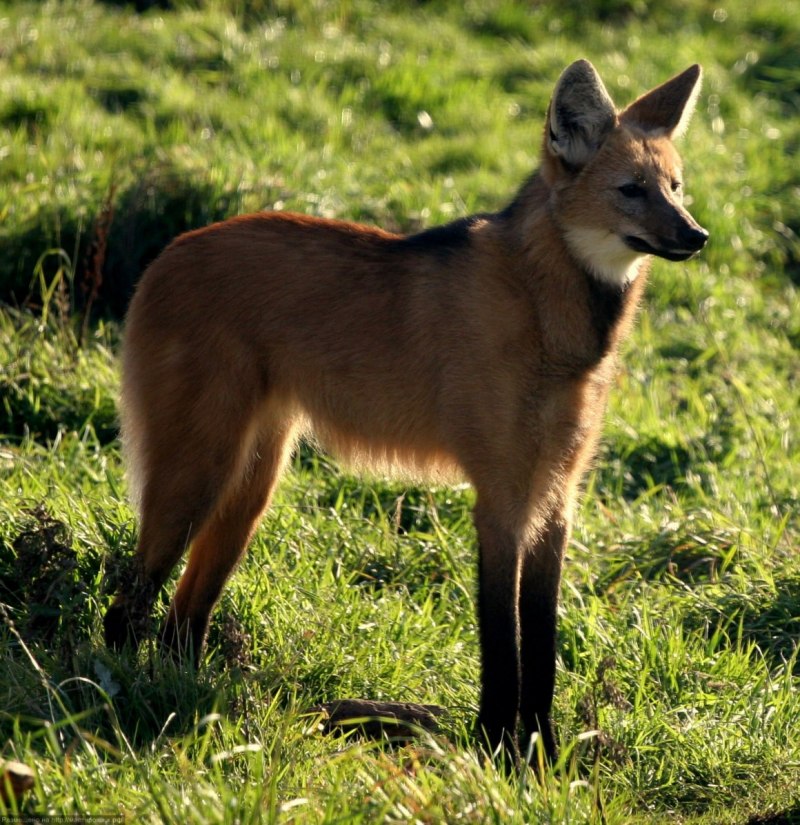 Гривистый волк гуара