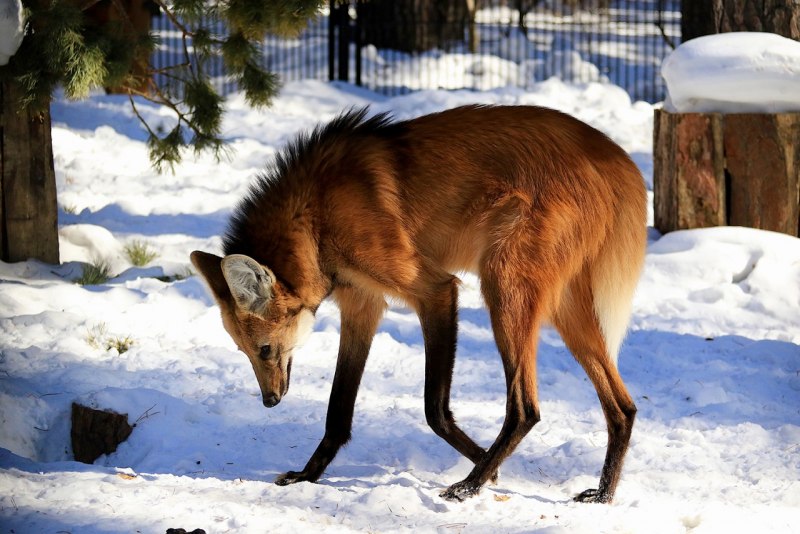 Canis Lupus pallipes