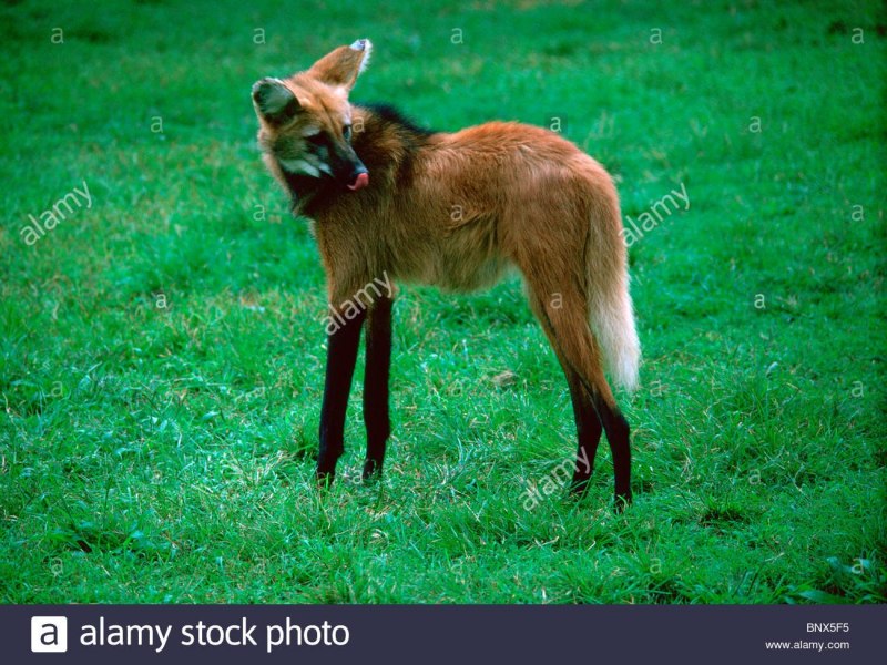 Длиннолапый Гривистый волк