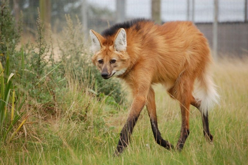 Эфиопский Гривистый волк