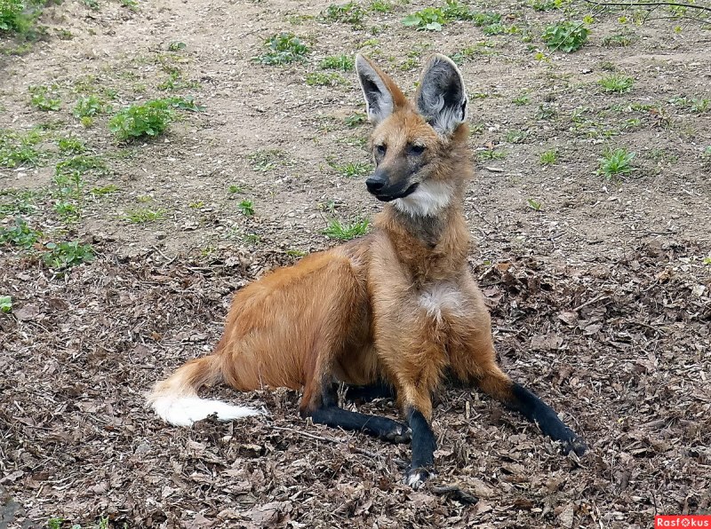 Волколис гибрид