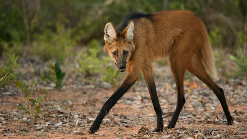Гривистый волк