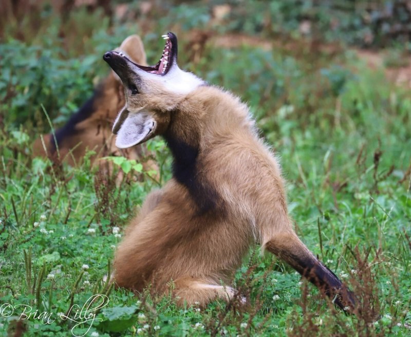 Гривистый волк лежит