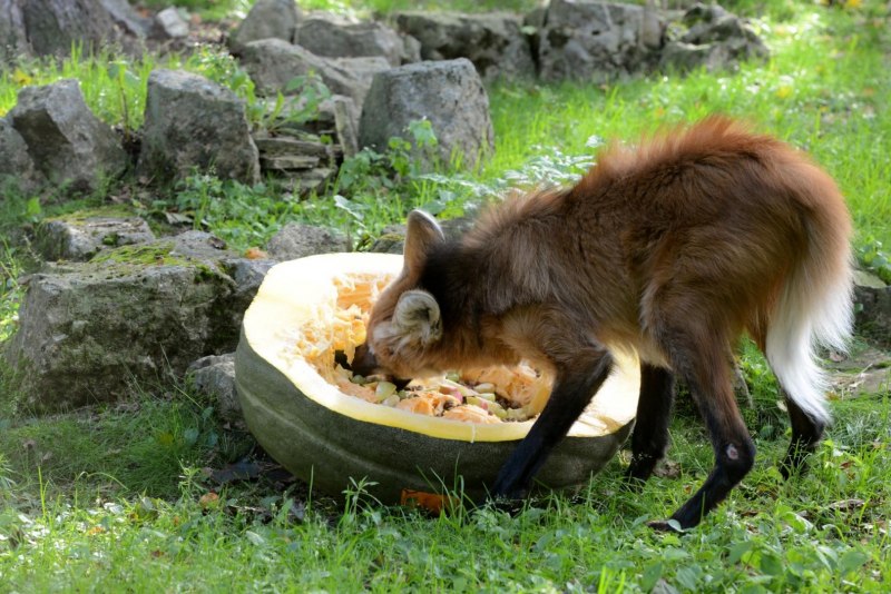 Сухопутная фауна Камчатки