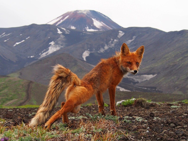 Гибрид Динго и волка