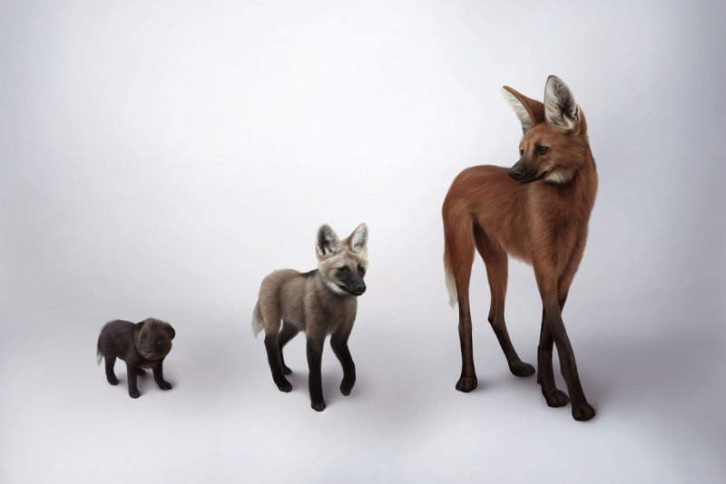 Гривистый волк