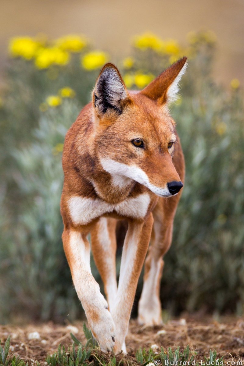 Гривистый волк роды