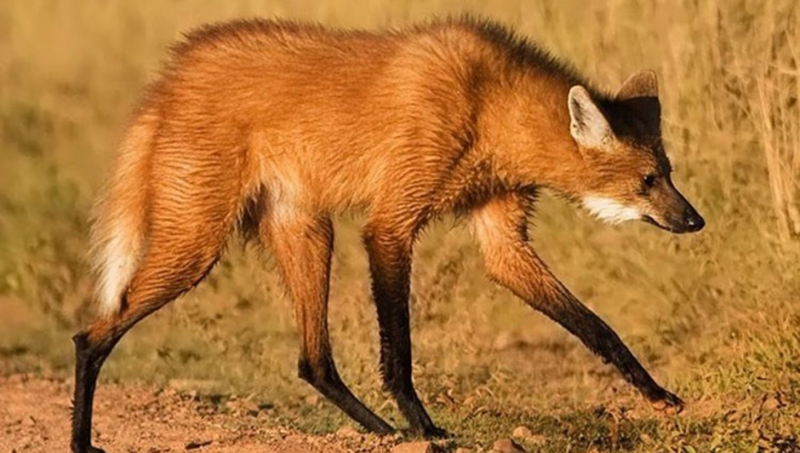 Гривистый волк потомство