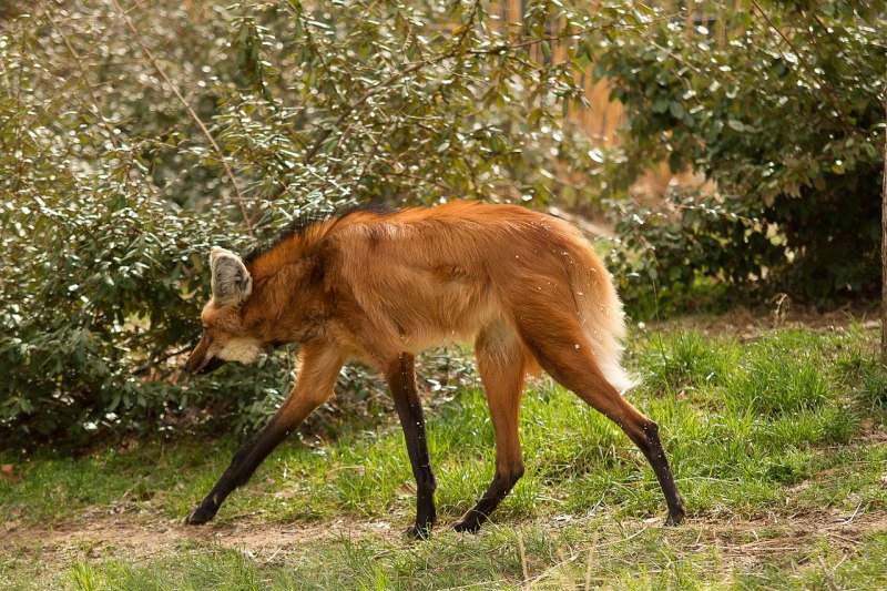Гривистый волк гуара