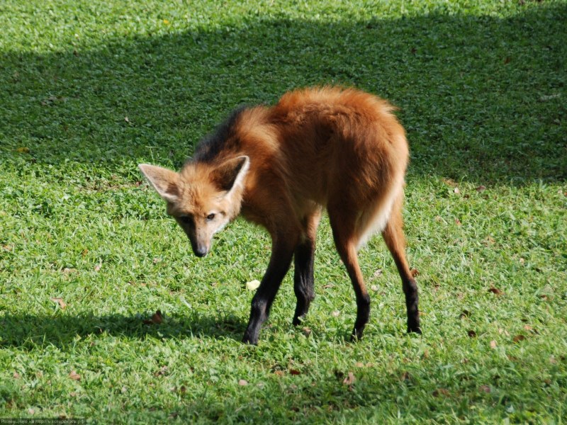 Гривистый волк
