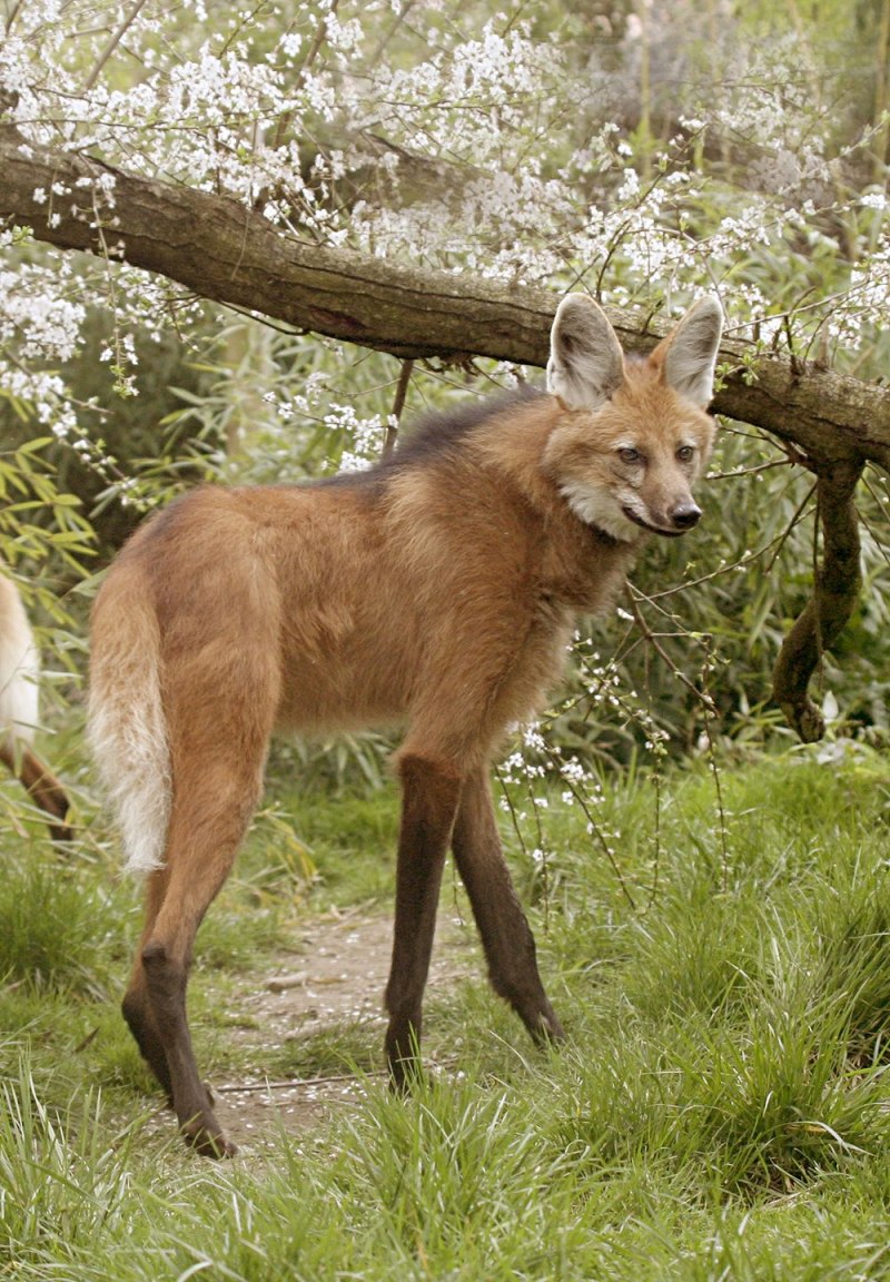 Гривистый волк